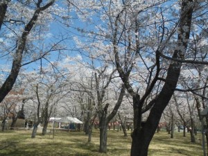 本州最後の桜祭り