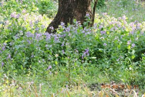 紀尾井の森のお花畑