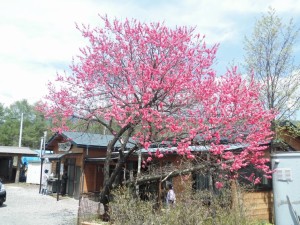 民家の花桃の木
